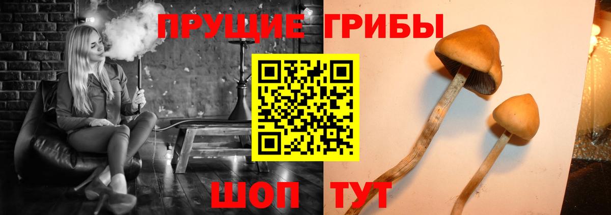 Псилоцибиновые грибы мицелий Коммунар
